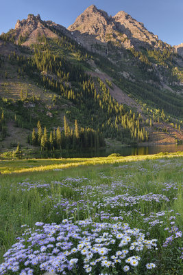 CO - Elk Mountains with Asters 2.jpg