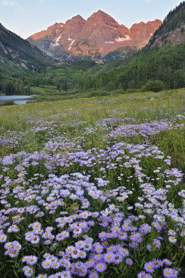 CO - Maroon Bells With Asters 1.jpg