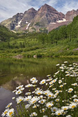 CO - Maroon Bells With Daisies 1.jpg