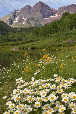 CO - Maroon Bells With Daisies 2.jpg