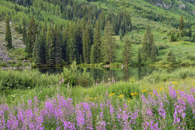 CO - Maroon Lake & Fireweed.jpg