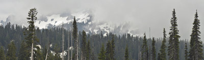 WA - Mt Rainier National Park Foggy Pines & Snowy Peaks.jpg