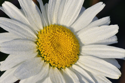 CO - Steamboat Springs - Daisy Dew Drops 1.jpg