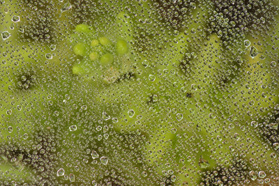 CO - Steamboat Springs - Dew Drop Spider Web.jpg
