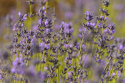 CO - Steamboat Springs - Lavender.jpg