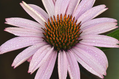 CO - Steamboat Springs - Purple Cone Flower Dew Drops.jpg