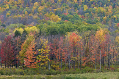 NY - Ithaca Fall Treescape 2