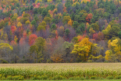 NY - Ithaca Fall Treescape 3