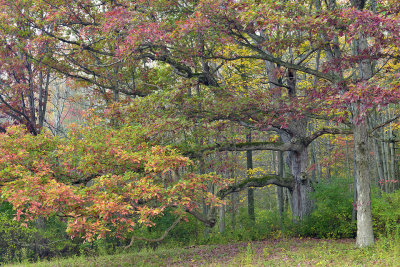 Letchworth Falls SP - Treescape 6.jpg