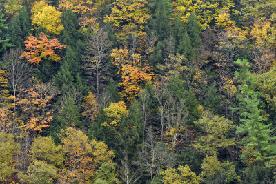 Letchworth Falls SP - Treescape 8.jpg