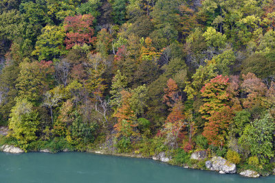 NY - Niagara Falls Gorge Treesscape