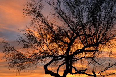 Palo Verde Sunrise.jpg