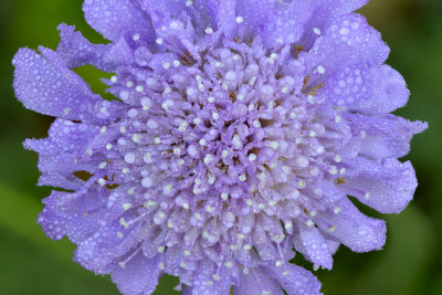 Alice Keck Park Flower 1.jpg
