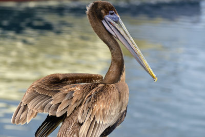 Santa Barbara Pelican 1.jpg
