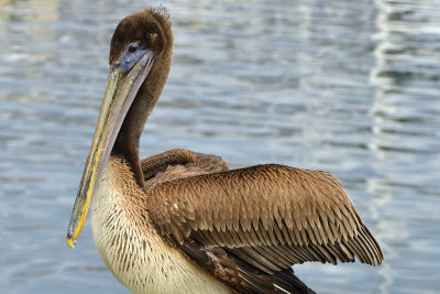 Santa Barbara Pelican 2.jpg