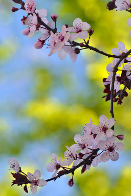 Santa Barbara Cherry Blossom 5.jpg