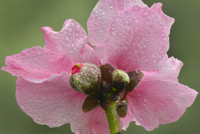 CA - Santa Barbara Peach Blossom 1