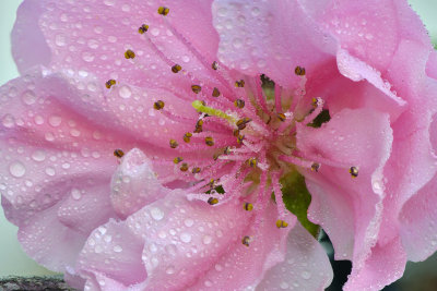 Santa Barbara Peach Blossom 3.jpg