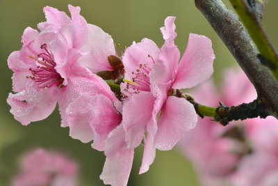 CA - Santa Barbara Peach Blossom 5