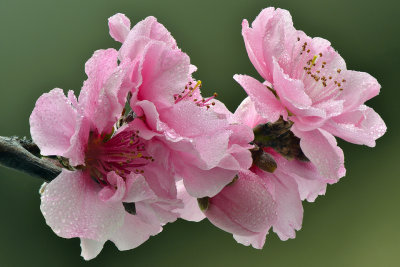 CA - Santa Barbara Peach Blossom 6
