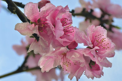 CA - Santa Barbara Peach Blossom 7