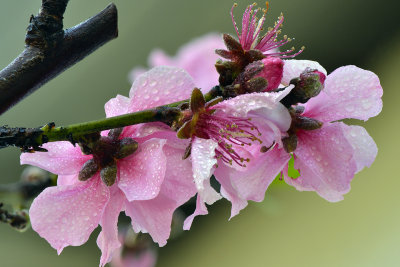 Santa Barbara Peach Blossom 8.jpg