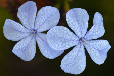 CA - Santa Barbara Blue Flowers 1