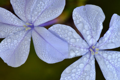 CA - Santa Barbara Blue Flowers 2