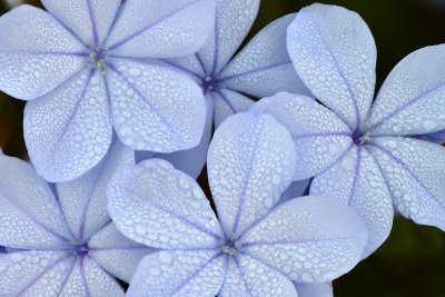 CA - Santa Barbara Blue Flowers 3