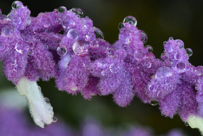 CA - Santa Barbara Fuzzy Flower