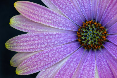 CA - Santa Barbara Purple Flower