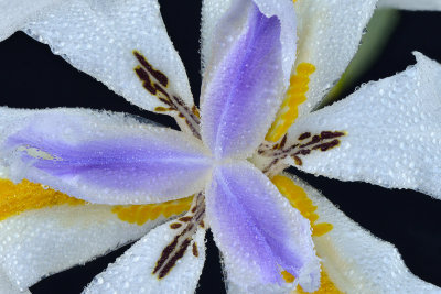 Santa Barbara Rocky Mountain Iris.jpg