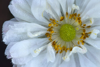 CA - Santa Barbara White Flower