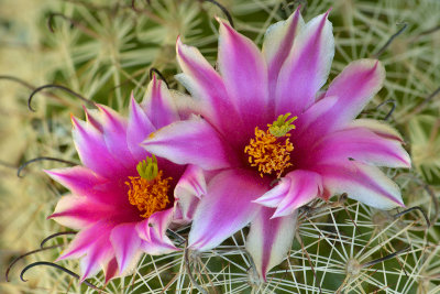 AZ - Arizona Fishhook Cactus