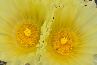 Astrophytum Blossoms.jpg