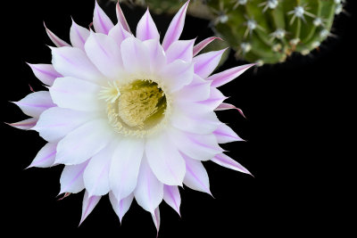 AZ - Echinopsis Easter Lilly Cactus 6