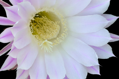 Easter Lilly Cactus 5.jpg