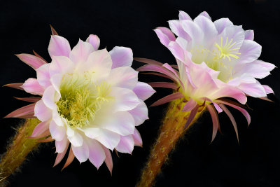 AZ - Echinopsis Easter Lilly Cactus 7