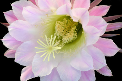 AZ - Echinopsis Easter Lilly Cactus 8