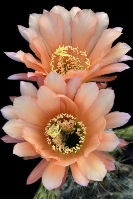 AZ - Echinopsis Peach 2