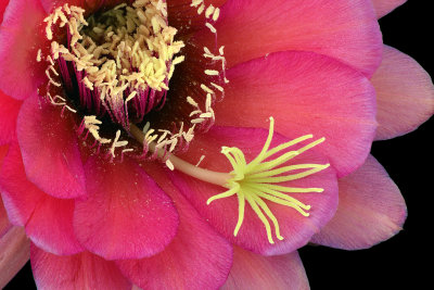 AZ - Echinopsis Rose 5
