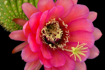 AZ - Echinopsis Rose 6