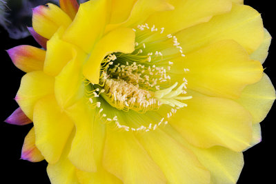 Echinopsis Yellow 2.jpg