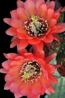 Echinopsis_Scarlett 2.jpg