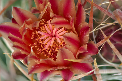 AZ - Red Spine Barrel Cactus 1