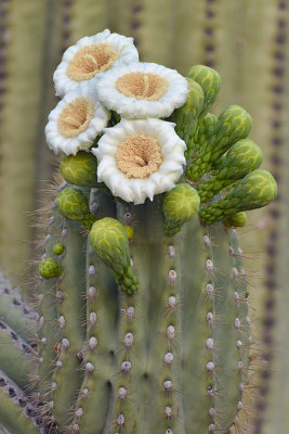 AZ - Saguaro Blossoms 3