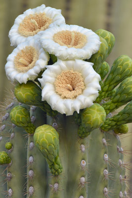 Saguaro Blossoms 4.jpg