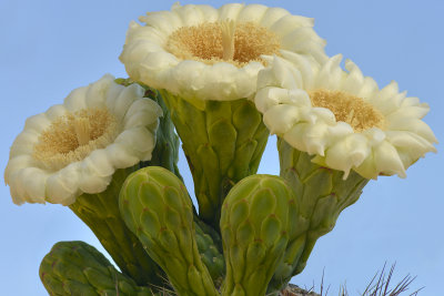 AZ - Saguaro Blossoms 6