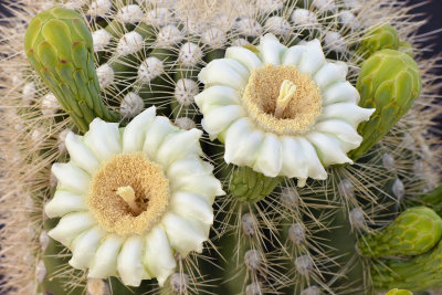 AZ - Saguaro Blossoms 11