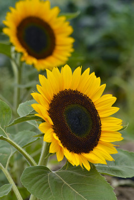 Santa Barbara - Sunflowers.jpg